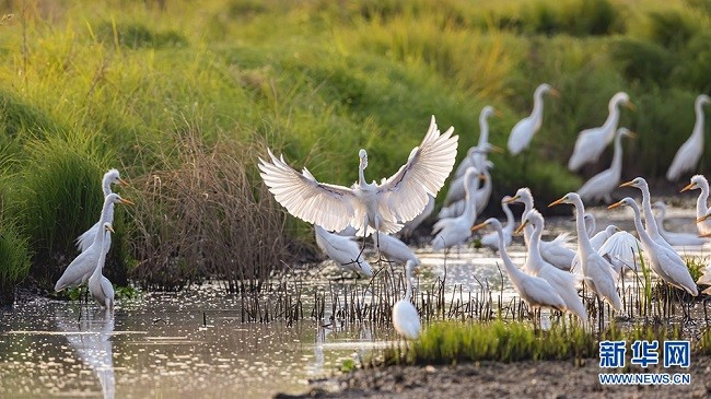 Уханьда?ы сампылдай ?ш?ан а???тандар