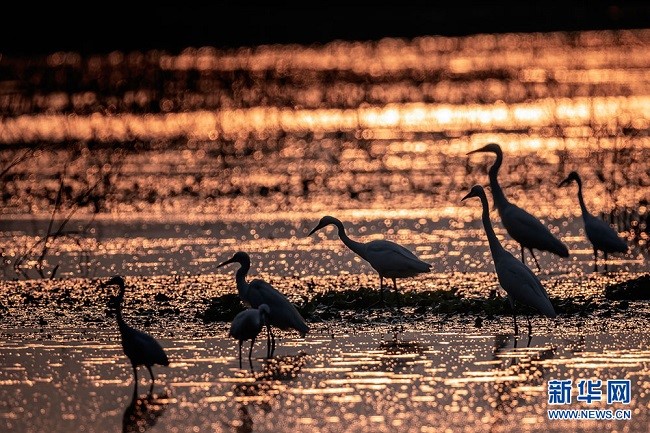 Уханьда?ы сампылдай ?ш?ан а???тандар