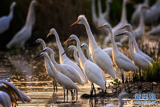 Уханьда?ы сампылдай ?ш?ан а???тандар