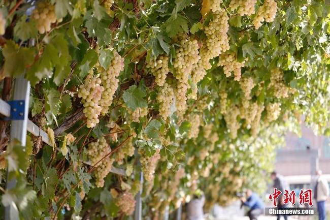 Ш?лде айында ?ор?ас шекарасында?ы жем?с-к?к?н?с экспорты 121,9%-?а ?ст?