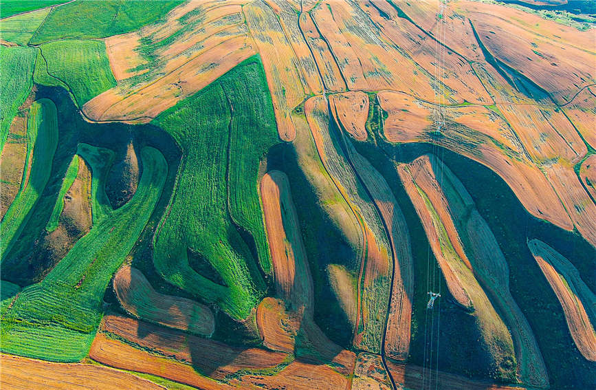 Шы?жа?, Текес: Майлы бояу жа??андай к?р?нет?н ?ажайып ег?н ал?абы