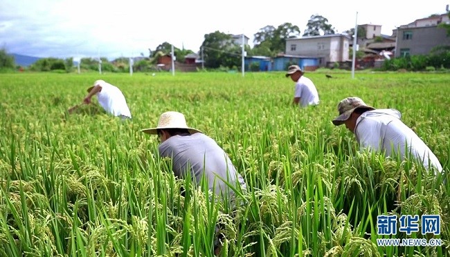 К?р?ш? д?мд?, балы?ы сем?з！Юньнань Аньнинн?? ?к?р?ш г?л? балы?ынан? мол ?н?м алынды