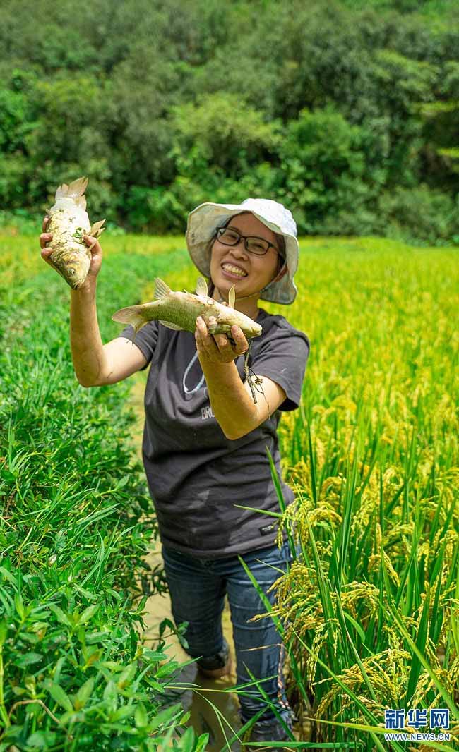 К?р?ш? д?мд?, балы?ы сем?з！Юньнань Аньнинн?? ?к?р?ш г?л? балы?ынан? мол ?н?м алынды