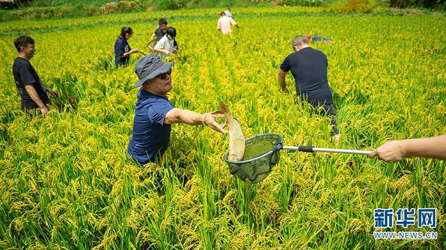 К?р?ш? д?мд?, балы?ы сем?з！Юньнань Аньнинн?? ?к?р?ш г?л? балы?ынан? мол ?н?м алынды