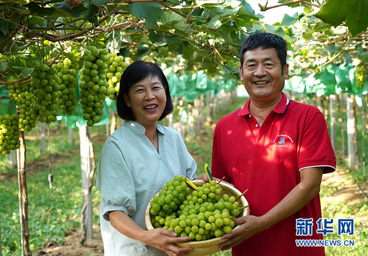 ?ытай Т?ра?асы фермерлерд?? ег?н жинау фестивал?не ысты? ы?ыласты с?лем?н жолдады