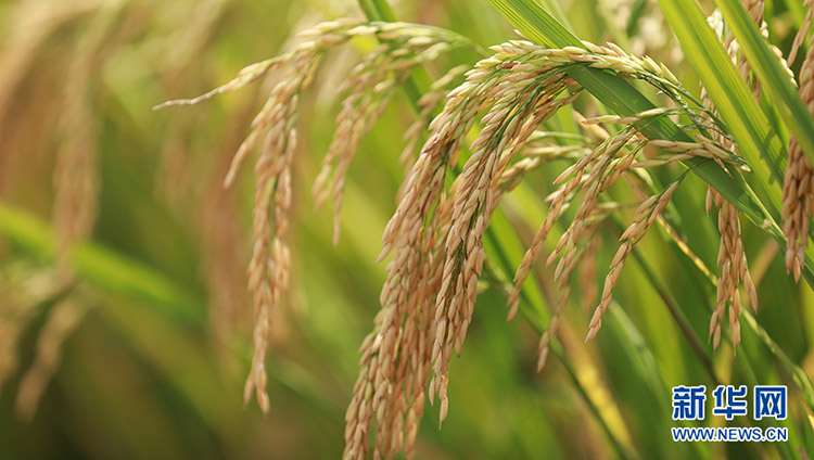 ?ытай Т?ра?асы фермерлерд?? ег?н жинау фестивал?не ысты? ы?ыласты с?лем?н жолдады