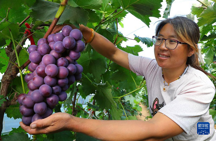 ?ытай Т?ра?асы фермерлерд?? ег?н жинау фестивал?не ысты? ы?ыласты с?лем?н жолдады