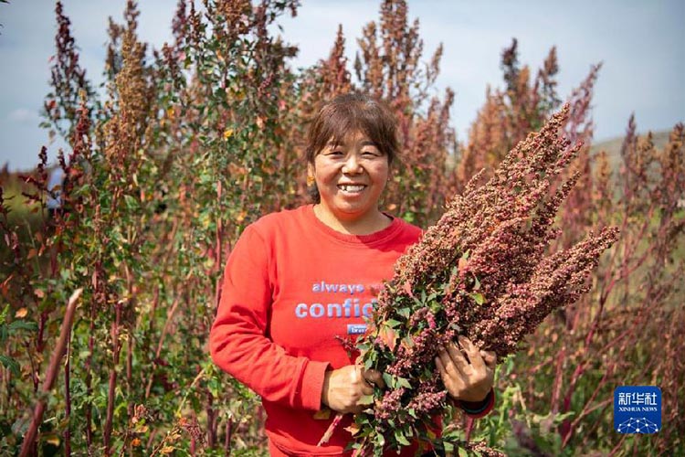 ?ытай Т?ра?асы фермерлерд?? ег?н жинау фестивал?не ысты? ы?ыласты с?лем?н жолдады