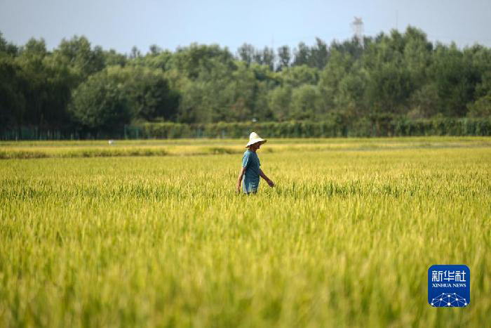 ?ытай Т?ра?асы фермерлерд?? ег?н жинау фестивал?не ысты? ы?ыласты с?лем?н жолдады