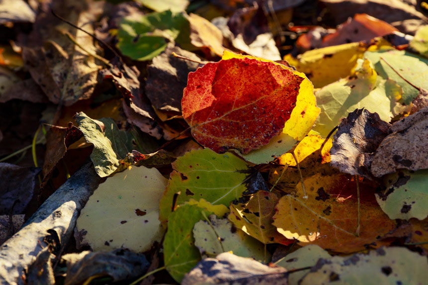Хэйлунцзянда?ы Дасинъаньлин орман айма?ы к?зд?? е? ?дем? мезг?л?не е?д?
