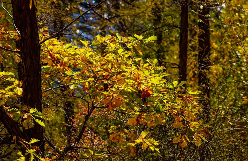 Хэйлунцзянда?ы Дасинъаньлин орман айма?ы к?зд?? е? ?дем? мезг?л?не е?д?