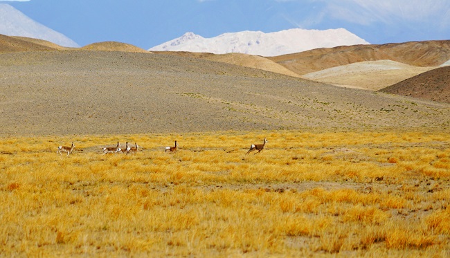 К?зг? ?алтын жайлауыны? к?ркем к?р?н?с?