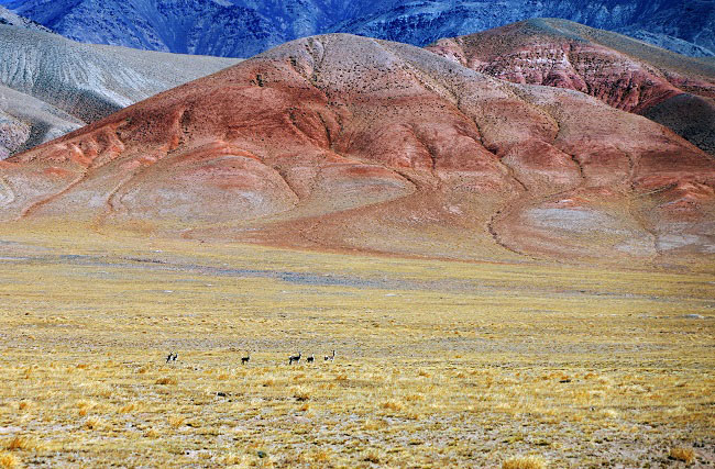 К?зг? ?алтын жайлауыны? к?ркем к?р?н?с?