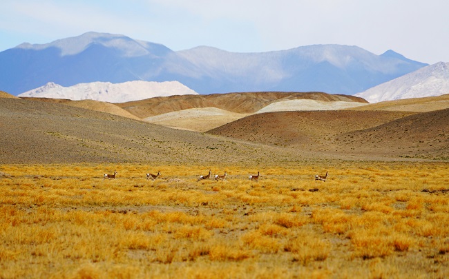 К?зг? ?алтын жайлауыны? к?ркем к?р?н?с?