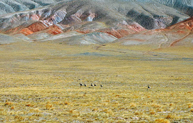 К?зг? ?алтын жайлауыны? к?ркем к?р?н?с?