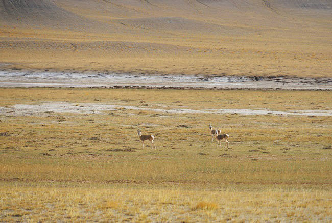 К?зг? ?алтын жайлауыны? к?ркем к?р?н?с?