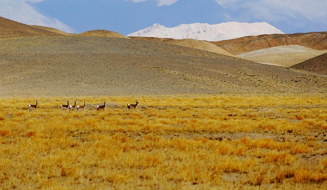 К?зг? ?алтын жайлауыны? к?ркем к?р?н?с?