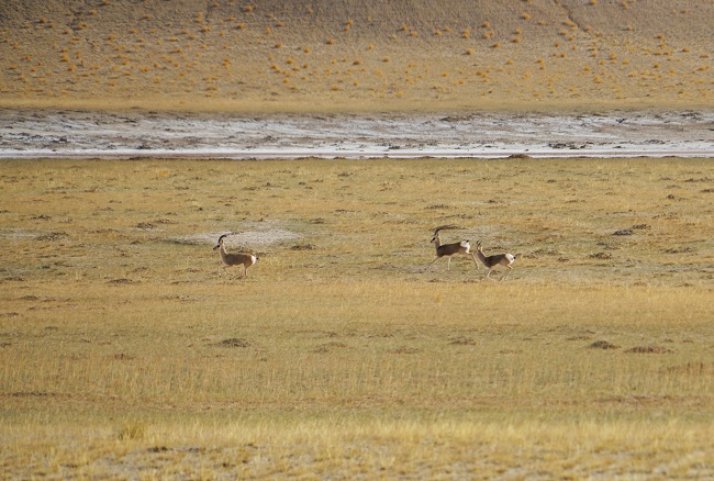 К?зг? ?алтын жайлауыны? к?ркем к?р?н?с?