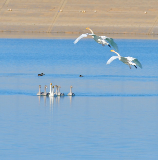 Ганьсуды? А?сайына топтала ?ш?ан жыл ??стары