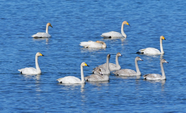 Ганьсуды? А?сайына топтала ?ш?ан жыл ??стары
