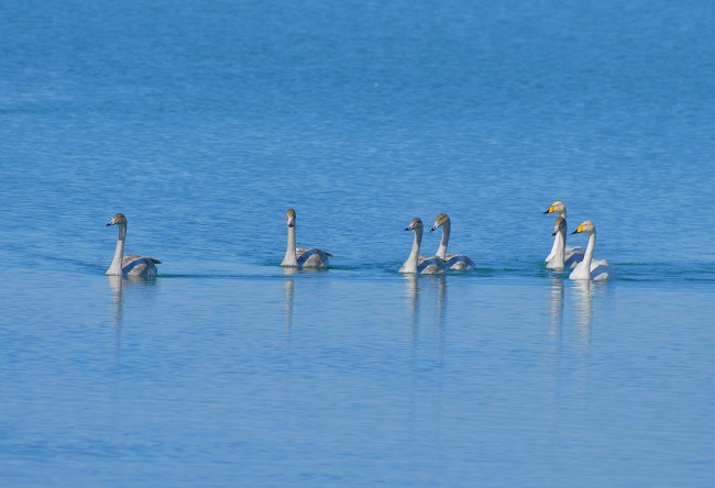 Ганьсуды? А?сайына топтала ?ш?ан жыл ??стары