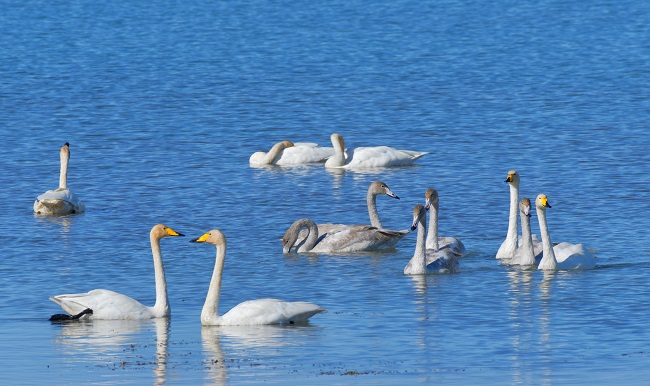 Ганьсуды? А?сайына топтала ?ш?ан жыл ??стары