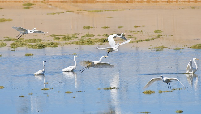 Ганьсуды? А?сайына топтала ?ш?ан жыл ??стары