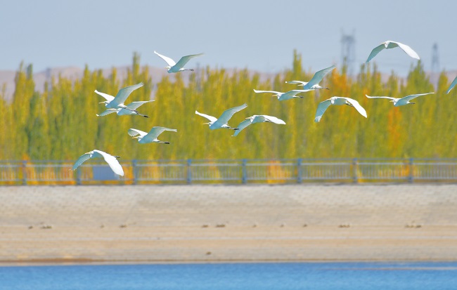 Ганьсуды? А?сайына топтала ?ш?ан жыл ??стары