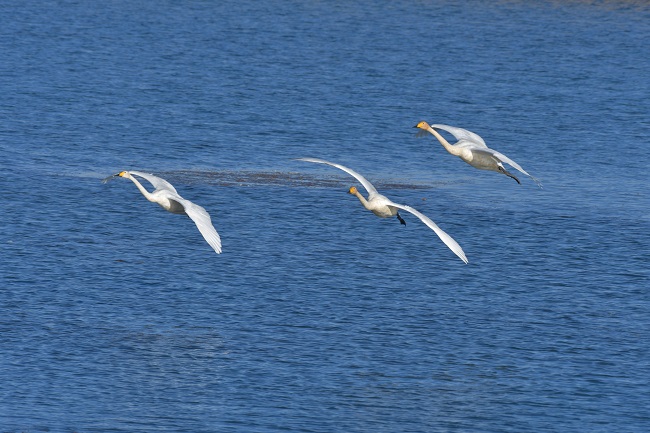 Ганьсуды? А?сайына топтала ?ш?ан жыл ??стары