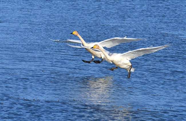 Ганьсуды? А?сайына топтала ?ш?ан жыл ??стары