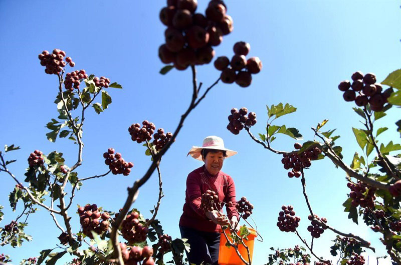 Алтын к?здег? атызымызда?ы мол ?н?м