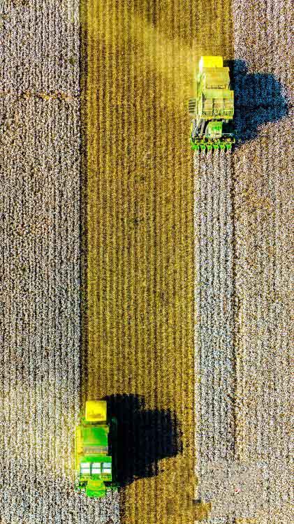 Шы?жа?ны? ?арамай ?аласы ма?та жинауды? е? ?ауырт мезг?л?не ?тт?