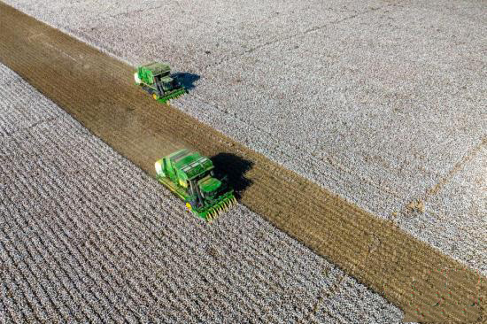 Шы?жа?ны? ?арамай ?аласы ма?та жинауды? е? ?ауырт мезг?л?не ?тт?