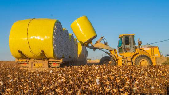 Шы?жа?ны? ?арамай ?аласы ма?та жинауды? е? ?ауырт мезг?л?не ?тт?