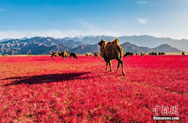 Цинхай Доулань к?л? сазды ал?абында?ы ??ызыл к?лемде ж?рген? ?й?рл? т?йелер