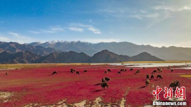 Цинхай Доулань к?л? сазды ал?абында?ы ??ызыл к?лемде ж?рген? ?й?рл? т?йелер