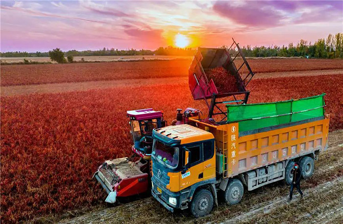 ?арамайда 113 гектар жердег? ?ызыл б?рыш атызынан мол ?н?м алынды