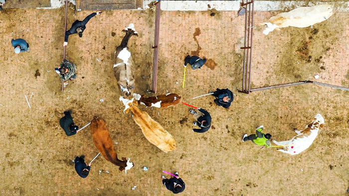 ?шк? Мо???лды? Тунляо айма?ында?ы ?ар?ынды дамы?ан сиыр базары