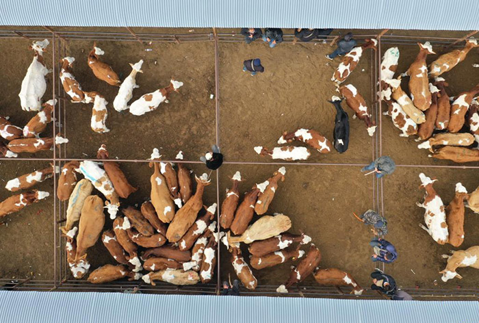 ?шк? Мо???лды? Тунляо айма?ында?ы ?ар?ынды дамы?ан сиыр базары