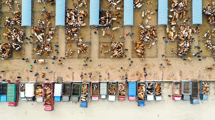 ?шк? Мо???лды? Тунляо айма?ында?ы ?ар?ынды дамы?ан сиыр базары