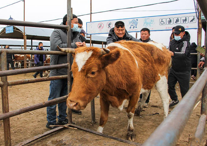 ?шк? Мо???лды? Тунляо айма?ында?ы ?ар?ынды дамы?ан сиыр базары