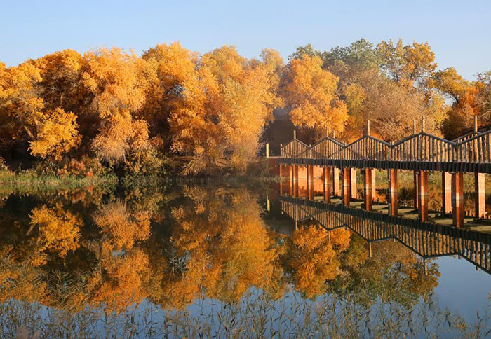 Шы?жа?ны? о?т?ст?г?ндег? байыр?ы тора??ы орманы алтын т?ске малынып, с?улес? суда ойнады