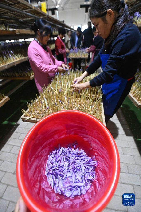 Чжэцзян: Шэнцзян ауылында ма?сары жинау маусымы басталды