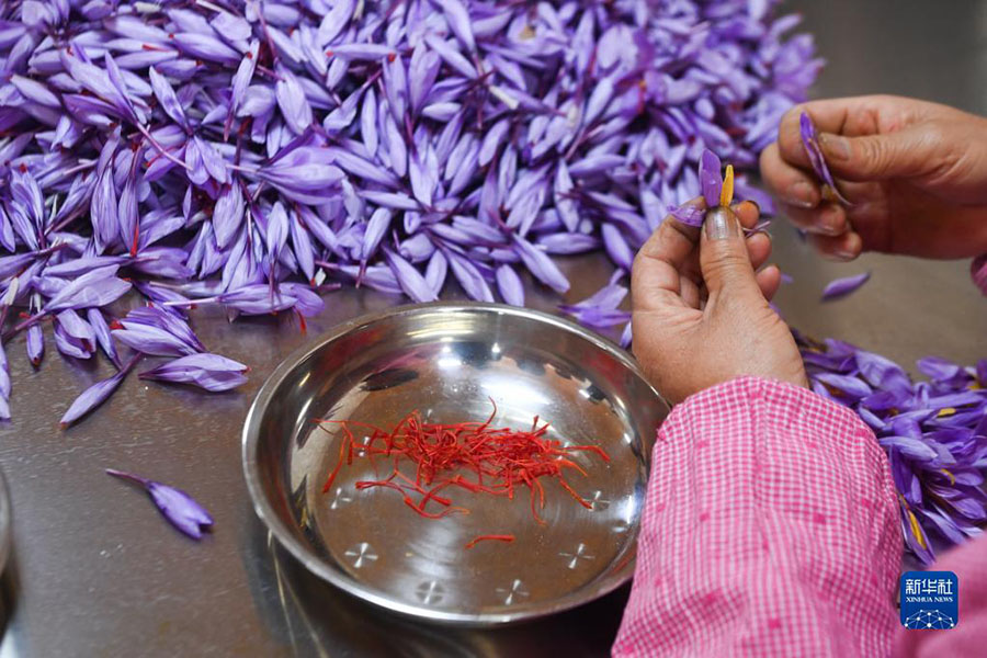 Чжэцзян: Шэнцзян ауылында ма?сары жинау маусымы басталды