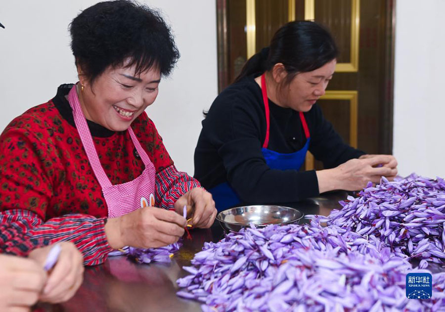 Чжэцзян: Шэнцзян ауылында ма?сары жинау маусымы басталды
