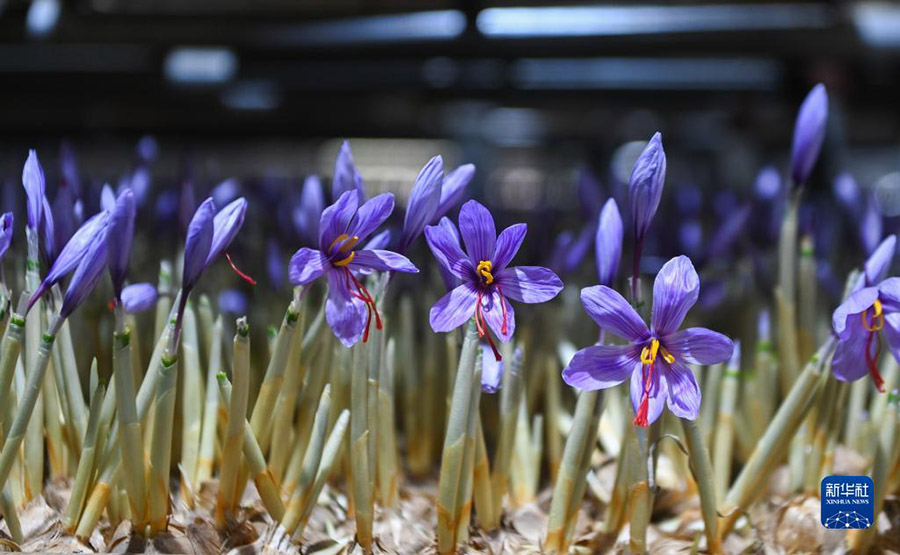 Чжэцзян: Шэнцзян ауылында ма?сары жинау маусымы басталды