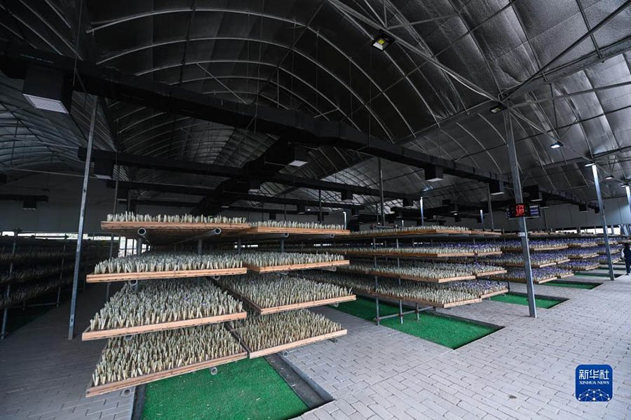 Чжэцзян: Шэнцзян ауылында ма?сары жинау маусымы басталды