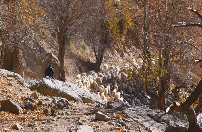 Шы?жа?ны? Текес ауданында?ы малшылар отар?а к?шт?