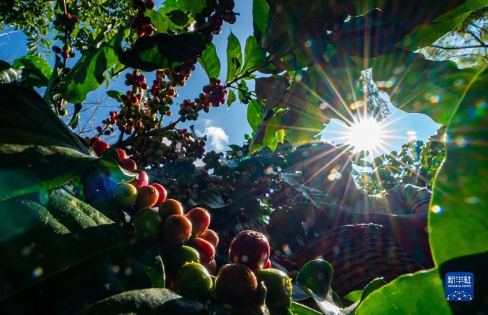 Юньнань кофес?н?? хош и?с? шетелде а??ыды