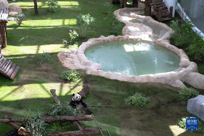 Катарда?ы панда сарайы ресми т?рде к?пш?л?кке ашылды